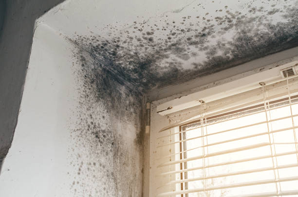 Affordable Basement Mold Removal solutions in Holliston, MA