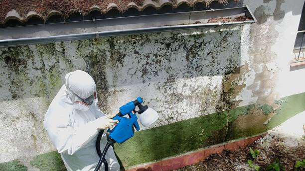 Trusted Mold Inspection service in Holliston, MA - Cheap Mold Removal